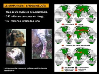 LEISHMANIASIS : EPIDEMIOLOGÍA
• Más de 20 especies de Leishmania.
• 350 millones personas en riesgo.
•1.5 millones infectados /año
17
Leishmaniasis canina de países mediterráneos
(reservorio)
 