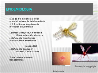  Más de 60 millones a nivel
mundial sufren de Leishmaniasis
 1 ó 2 millones adquieren la
infección anualmente
 Leismania trópica / mexicana
Ulcera oriental / chiclero
 Leishmania braziliensis
Mucocutánea Americana
(espundia)
 Leishmania donovani
visceral / Kala – Azar
 Vctor mosca arenera
flebotominas
Lutzomyia longipalpis.
Leishmania
 