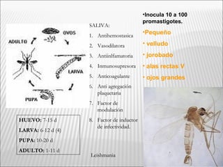 •Inocula 10 a 100
promastigotes.
•Pequeño
• velludo
• jorobado
• alas rectas V
• ojos grandes
HUEVO: 7-15 d
LARVA: 6-12 d (4)
PUPA: 10-20 d
ADULTO: 1-11 d
SALIVA:
1. Antihemostasica
2. Vasodilatora
3. Antiinlfamatoria
4. Inmunosupresora
5. Anticoagulante
6. Anti agregación
plaquetaria
7. Factor de
modulación
8. Factor de inductor
de infectividad.
Leishmania
 
