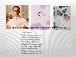 Tripanosomiasis americana o Enfermedad de Chagas
Reino: Protista
Phylum: Sarcomastigophora
Sub-phylum: Mastigophora
Clase: Zoomastigophorea
Orden: Kinetoplastida
Suborden: Trypanosomatina
Familia: Trypanosomatidae
Género: Trypanosoma
Subgénero: Schizotrypanum
Especie: cruzi (Chagas, 1909)
 