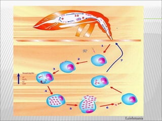 Leishmania
 