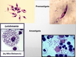 Promastigota
Amastigota
 