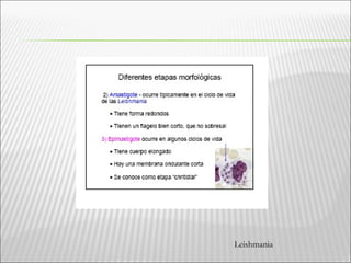Leishmania
 