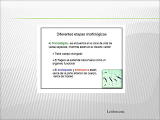 Leishmania
 