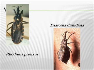 Triatoma dimidiata
Rhodnius prolixus
 