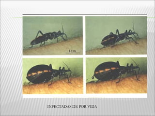 INFECTADAS DE POR VIDA
 