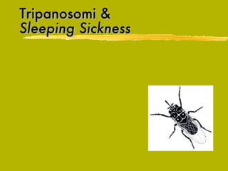 Tripanosomi &   Sleeping Sickness   