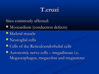 T.cruziT.cruzi
Sites commonly affected:Sites commonly affected:
 Myocardium (conduction defects)Myocardium (conduction defects)
 Skeletal muscleSkeletal muscle
 Neuroglial cellsNeuroglial cells
 Cells of the Reticuloendothelial cellsCells of the Reticuloendothelial cells
 Autonomic nerve cells – megadisease i.e.Autonomic nerve cells – megadisease i.e.
Megaoesphagus, megacolon and megaureterMegaoesphagus, megacolon and megaureter
 