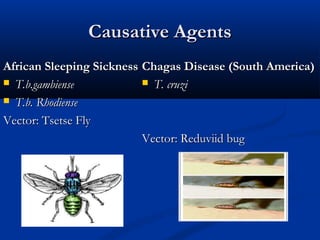 Causative AgentsCausative Agents
African Sleeping SicknessAfrican Sleeping Sickness
 T.b.gambienseT.b.gambiense
 T.b. RhodienseT.b. Rhodiense
Vector: Tsetse FlyVector: Tsetse Fly
Chagas Disease (South America)Chagas Disease (South America)
 T. cruziT. cruzi
Vector: Reduviid bugVector: Reduviid bug
 