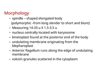 Morphology
– spindle – shaped elongated body
(polymorphic -from long slender to short and blunt)
– Measuring 14-33 u X 1.5-3.5 u
– nucleus centrally located with karyosome
– kinetoplast found at the posterior end of the body
– undulating membrane originating from the
blepharoplast
– Anterior flagellum runs along the edge of undulating
membrane
– volutin granules scattered in the cytoplasm
 