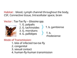 Habitat : blood, Lymph channel throughout the body,
CSF, Connective tissue, Intracellular space, brain
Vector : Tse-Tse fly – Glossina spp.
1. G. palpalis
2. G. tachinoides
3. G. morsitans
4. G. pallidipes
Mode of Transmission:
1. bite of infected tse-tse fly
2. congenital
3. sexual contact
4. human-fly-human transmission
T. b. gambiense
T. b.
rhodesiense
 
