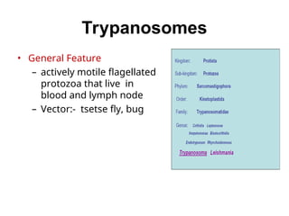 Trypanosomes
• General Feature
– actively motile flagellated
protozoa that live in
blood and lymph node
– Vector:- tsetse fly, bug
 