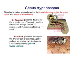 Classified in to two groups based on the type of development in the insect
vector and mode of transmission
 