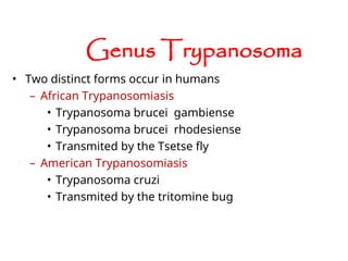 • Two distinct forms occur in humans
– African Trypanosomiasis
• Trypanosoma brucei gambiense
• Trypanosoma brucei rhodesiense
• Transmited by the Tsetse fly
– American Trypanosomiasis
• Trypanosoma cruzi
• Transmited by the tritomine bug
Genus Trypanosoma
 