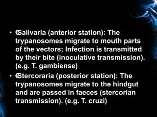 • €Salivaria (anterior station): The
trypanosomes migrate to mouth parts
of the vectors; Infection is transmitted
by their...