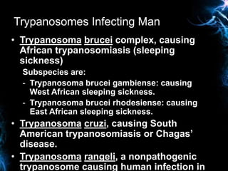 Trypanosomes Infecting Man
• Trypanosoma brucei complex, causing
African trypanosomiasis (sleeping
sickness)
Subspecies ar...