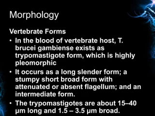 Morphology
Vertebrate Forms
• In the blood of vertebrate host, T.
brucei gambiense exists as
trypomastigote form, which is...