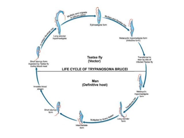 Image result for trypanosoma 12 life cycle phases