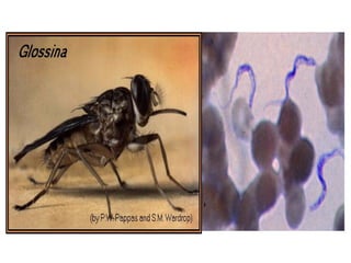 Understanding Trypanosomiasis and causes