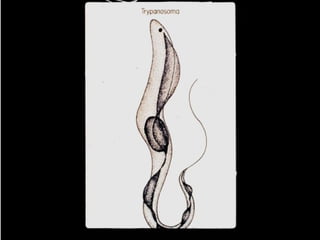 Understanding Trypanosomiasis and causes