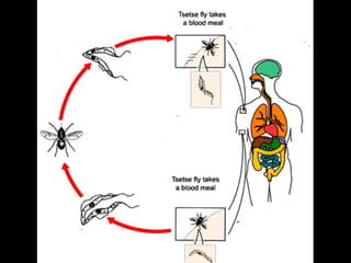 Understanding Trypanosomiasis and causes