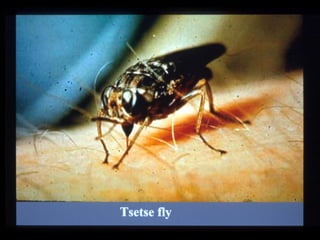 Understanding Trypanosomiasis and causes