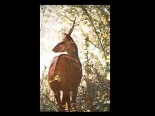 Understanding Trypanosomiasis and causes