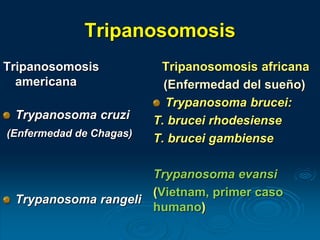Tripanosomosis
Tripanosomosis
americana
Trypanosoma cruzi
(Enfermedad de Chagas)
Trypanosoma rangeli
Tripanosomosis africana
(Enfermedad del sueño)
Trypanosoma brucei:
T. brucei rhodesiense
T. brucei gambiense
Trypanosoma evansi
(Vietnam, primer caso
humano)
 
