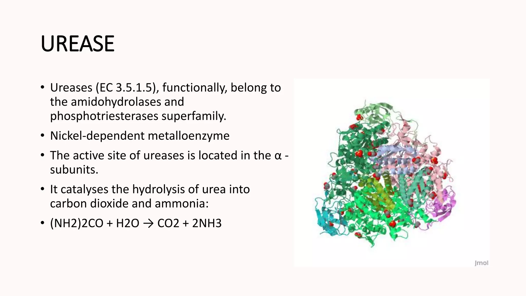 Trypsin, chymotripsin & urease | PDF
