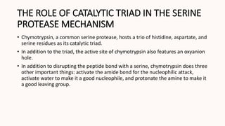 THE ROLE OF CATALYTIC TRIAD IN THE SERINE
PROTEASE MECHANISM
• Chymotrypsin, a common serine protease, hosts a trio of histidine, aspartate, and
serine residues as its catalytic triad.
• In addition to the triad, the active site of chymotrypsin also features an oxyanion
hole.
• In addition to disrupting the peptide bond with a serine, chymotrypsin does three
other important things: activate the amide bond for the nucleophilic attack,
activate water to make it a good nucleophile, and protonate the amine to make it
a good leaving group.
 