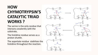 HOW
CHYMOTRYPSIN’S
CATALYTIC TRIAD
WORKS ?
The serine is the only residue that
interacts covalently with the
substrate,
The histidine residue serves as a
proton shuttle.
The aspartate residue stabilizes the
histidine throughout the reaction.
 