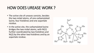 HOW DOES UREASE WORK ?
• The active site of ureases consists, besides
the two nickel atoms, of one carbamylated
lysine, four histidines and one aspartate
residue.
• In the active site, the carbamylated lysine
bridges the two nickel atoms, with Ni(1)
further coordinated by two histidines and
Ni(2) by the other two histidines and by an
aspartate residue.
 