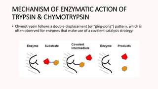 MECHANISM OF ENZYMATIC ACTION OF
TRYPSIN & CHYMOTRYPSIN
• Chymotrypsin follows a double-displacement (or "ping-pong") pattern, which is
often observed for enzymes that make use of a covalent catalysis strategy.
 