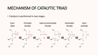 MECHANISM OF CATALYTIC TRIAD
• Catalysis is performed in two stages.
 