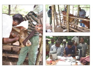 Trypanotolerance and phenotypic characteristics of four Ethiopian cattle breeds