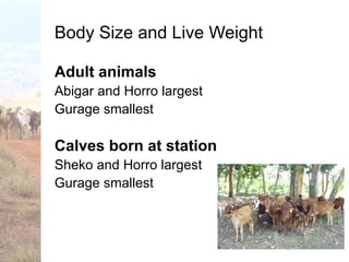 Trypanotolerance and phenotypic characteristics of four Ethiopian cattle breeds