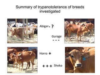 Trypanotolerance and phenotypic characteristics of four Ethiopian cattle breeds