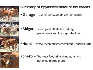 Trypanotolerance and phenotypic characteristics of four Ethiopian cattle breeds