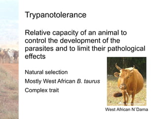 Trypanotolerance and phenotypic characteristics of four Ethiopian cattle breeds