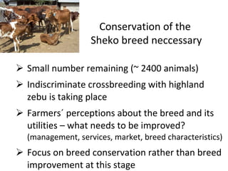 Trypanotolerance and phenotypic characteristics of four Ethiopian cattle breeds
