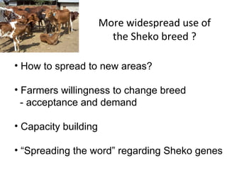 Trypanotolerance and phenotypic characteristics of four Ethiopian cattle breeds