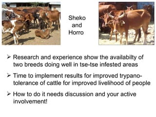 Trypanotolerance and phenotypic characteristics of four Ethiopian cattle breeds