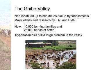 Trypanotolerance and phenotypic characteristics of four Ethiopian cattle breeds