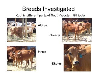 Trypanotolerance and phenotypic characteristics of four Ethiopian cattle breeds