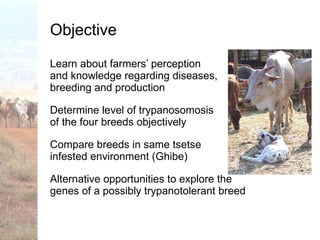 Trypanotolerance and phenotypic characteristics of four Ethiopian cattle breeds