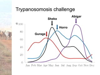 Trypanotolerance and phenotypic characteristics of four Ethiopian cattle breeds