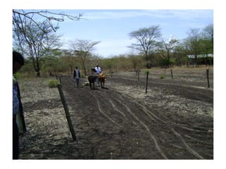 Technological options on tryps and tsetse management - Experiences from Ghibe Valley 