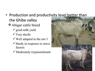 Technological options on tryps and tsetse management - Experiences from Ghibe Valley 