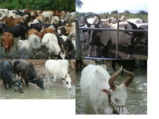 Technological options on tryps and tsetse management - Experiences from Ghibe Valley 