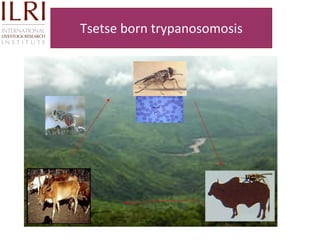 Technological options on tryps and tsetse management - Experiences from Ghibe Valley 